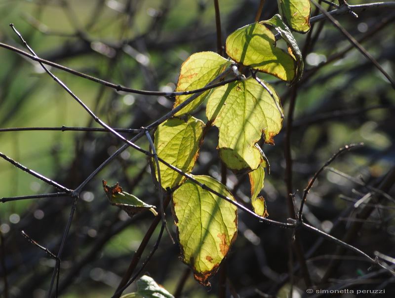 Autunno